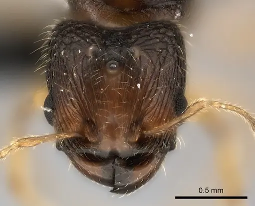 Pheidole podargea specimen CASENT0440765 image casent0440765_2