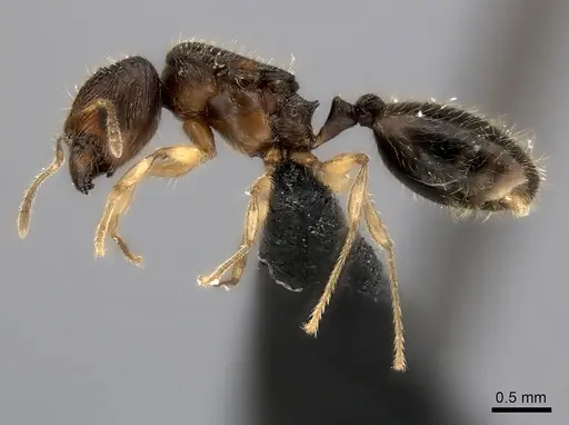 Pheidole podargea specimen CASENT0440765 image casent0440765_3