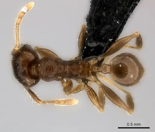 Pheidole podargea specimen CASENT0440769 image casent0440769_1
