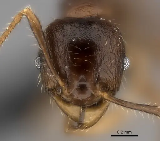 Pheidole podargea specimen CASENT0440769 image casent0440769_2