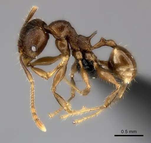 Pheidole podargea specimen CASENT0440769 image casent0440769_3