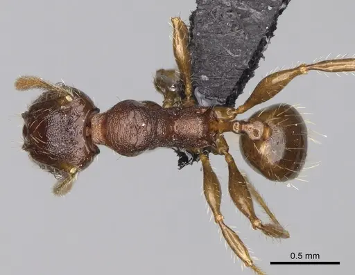 Pheidole podargea specimen CASENT0487567 image casent0487567_1