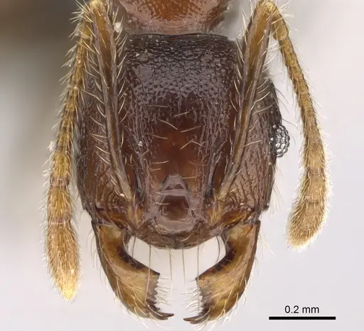 Pheidole podargea specimen CASENT0487567 image casent0487567_2