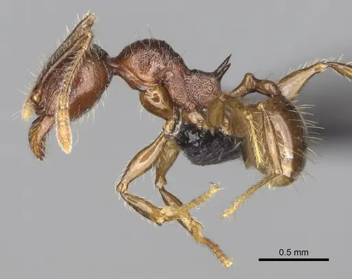 Pheidole podargea specimen CASENT0487567 image casent0487567_3