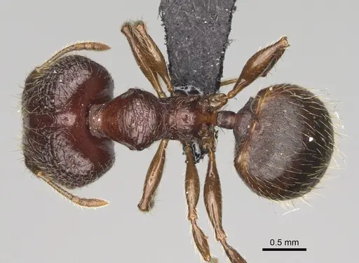 Pheidole podargea specimen CASENT0487570 image casent0487570_1