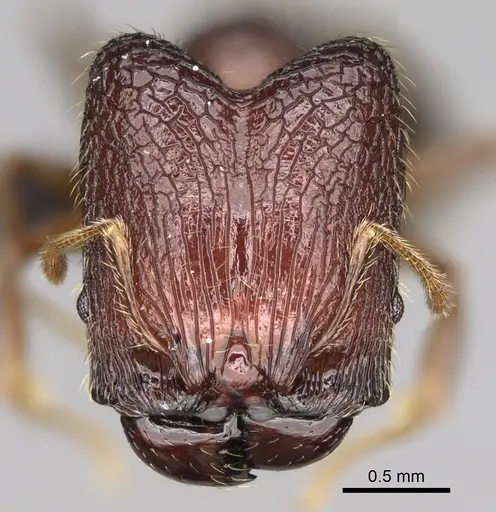 Pheidole podargea specimen CASENT0487570 image casent0487570_2