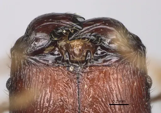 Pheidole podargea specimen CASENT0487570 image casent0487570_3