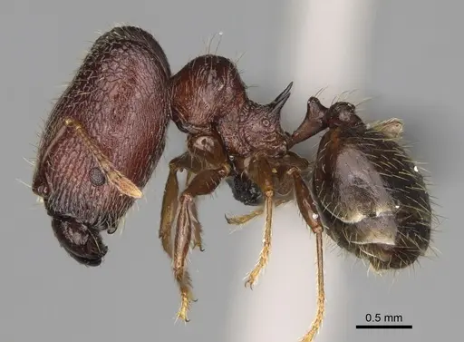 Pheidole podargea specimen CASENT0487570 image casent0487570_4