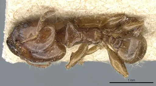 Pheidole polita specimen CASENT0904381 image casent0904381_1