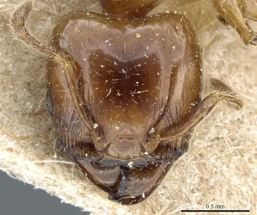 Pheidole polita specimen CASENT0904381 image casent0904381_2