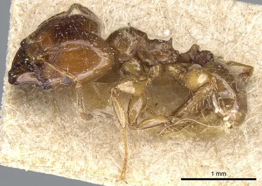Pheidole polita specimen CASENT0904381 image casent0904381_3