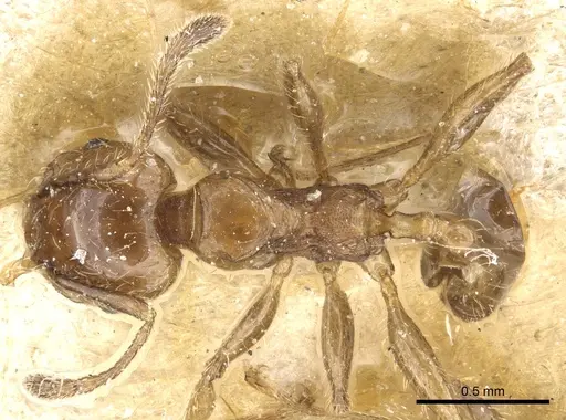 Pheidole polita specimen CASENT0904382 image casent0904382_1