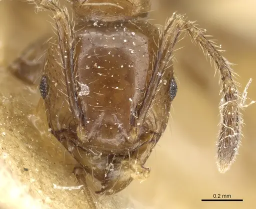 Pheidole polita specimen CASENT0904382 image casent0904382_2