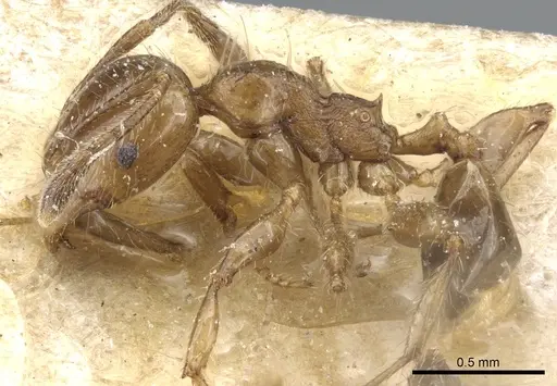 Pheidole polita specimen CASENT0904382 image casent0904382_3