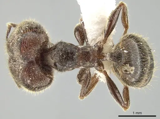Pheidole polymorpha specimen JTLC000010806 image jtlc000010806_1