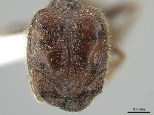 Pheidole polymorpha specimen JTLC000010806 image jtlc000010806_2