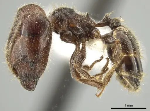 Pheidole polymorpha specimen JTLC000010806 image jtlc000010806_3