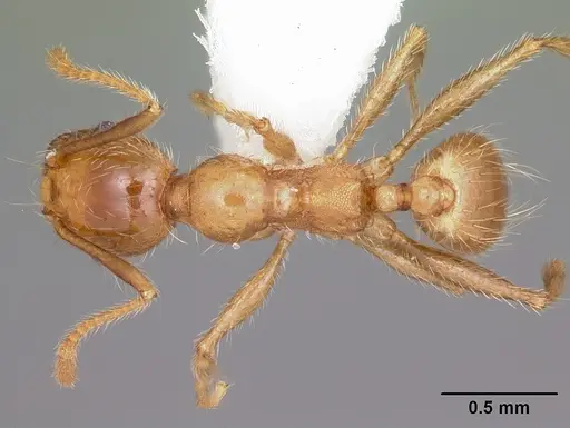 Pheidole porcula specimen CASENT0104783 image casent0104783_1