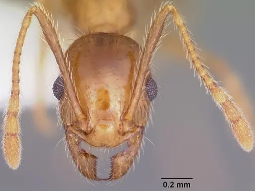 Pheidole porcula specimen CASENT0104783 image casent0104783_2