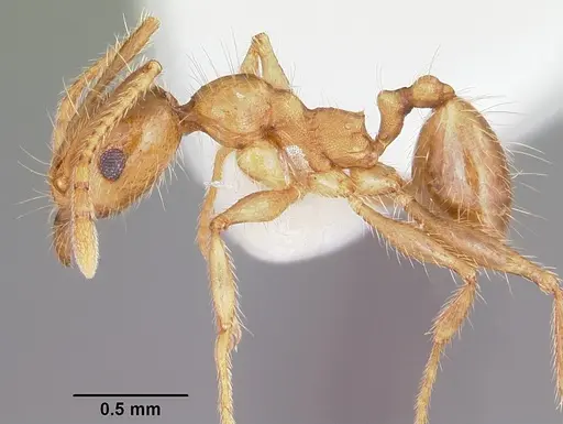 Pheidole porcula specimen CASENT0104783 image casent0104783_3