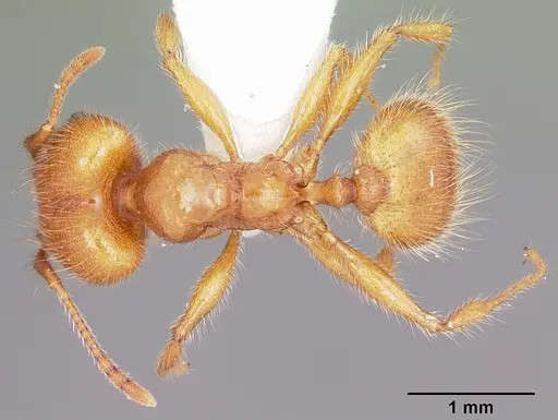 Pheidole porcula specimen CASENT0104784 image casent0104784_1