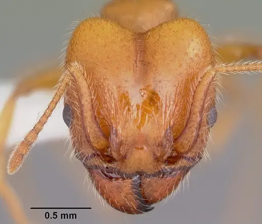 Pheidole porcula specimen CASENT0104784 image casent0104784_2