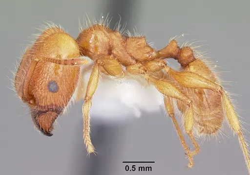 Pheidole porcula specimen CASENT0104784 image casent0104784_3