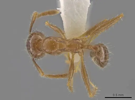 Pheidole porcula specimen CASENT0636790 image casent0636790_1