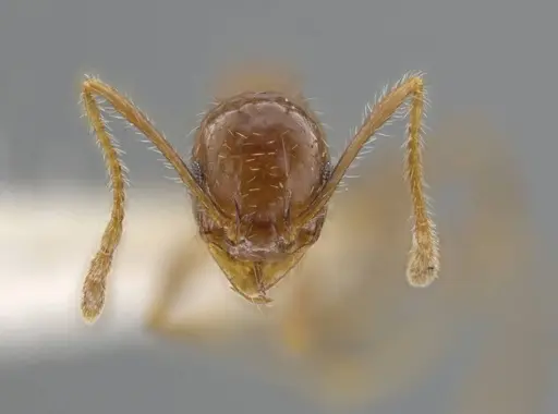 Pheidole porcula specimen CASENT0636790 image casent0636790_2