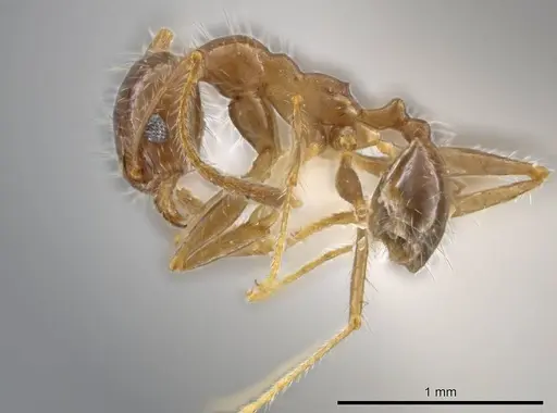 Pheidole porcula specimen CASENT0636790 image casent0636790_3