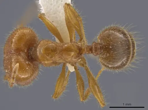 Pheidole porcula specimen JTLC000013741 image jtlc000013741_1
