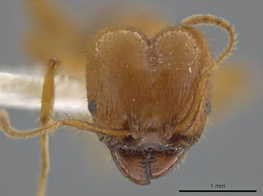 Pheidole porcula specimen JTLC000013741 image jtlc000013741_2