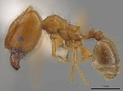 Pheidole porcula specimen JTLC000013741 image jtlc000013741_3