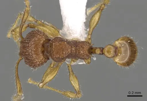 Pheidole poringensis specimen CASENT0901660 image casent0901660_1