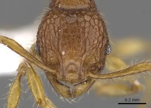 Pheidole poringensis specimen CASENT0901660 image casent0901660_2