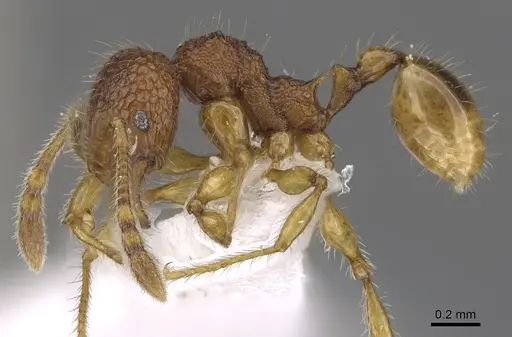 Pheidole poringensis specimen CASENT0901660 image casent0901660_3