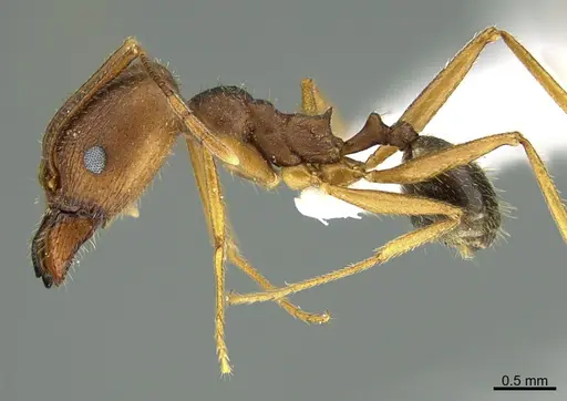 Pheidole portalensis specimen CASENT0000218 image casent0000218_1