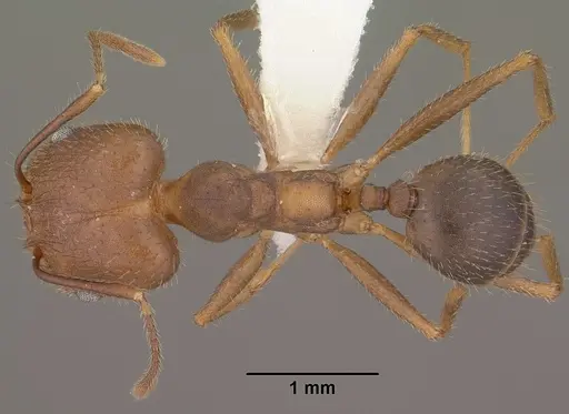 Pheidole portalensis specimen CASENT0102890 image casent0102890_1