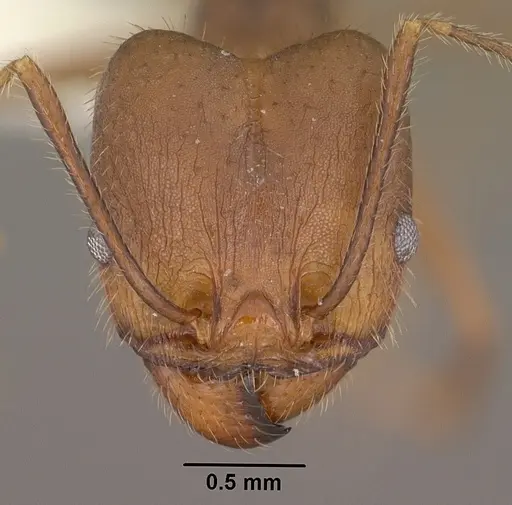 Pheidole portalensis specimen CASENT0102890 image casent0102890_2