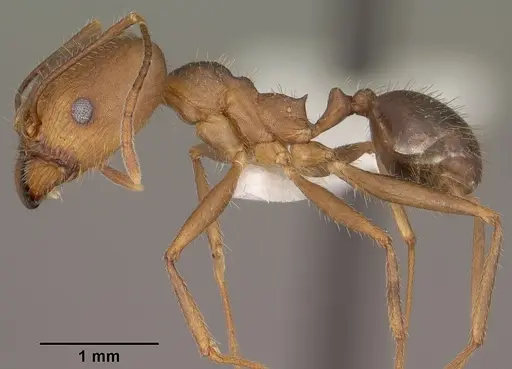 Pheidole portalensis specimen CASENT0102890 image casent0102890_3