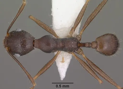 Pheidole portalensis specimen CASENT0102891 image casent0102891_1