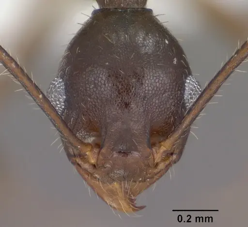 Pheidole portalensis specimen CASENT0102891 image casent0102891_2