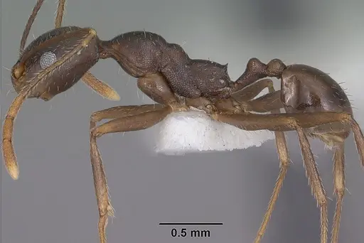 Pheidole portalensis specimen CASENT0102891 image casent0102891_3