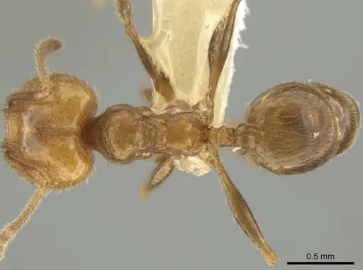 Pheidole potosiana specimen CASENT0609503 image casent0609503_1