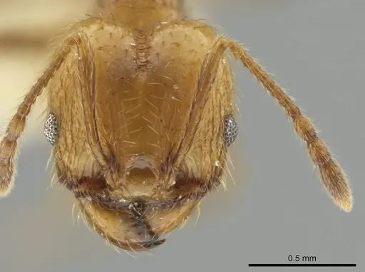 Pheidole potosiana specimen CASENT0609503 image casent0609503_2