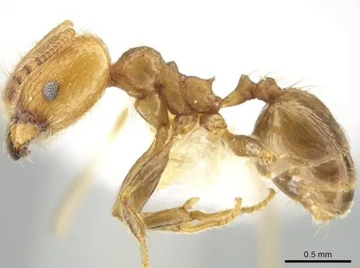 Pheidole potosiana specimen CASENT0609503 image casent0609503_3