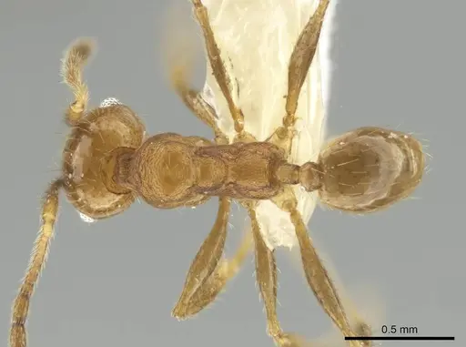 Pheidole potosiana specimen CASENT0609506 image casent0609506_1