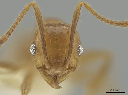 Pheidole potosiana specimen CASENT0609506 image casent0609506_2
