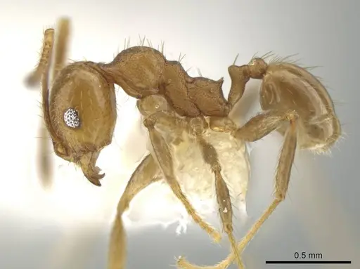 Pheidole potosiana specimen CASENT0609506 image casent0609506_3