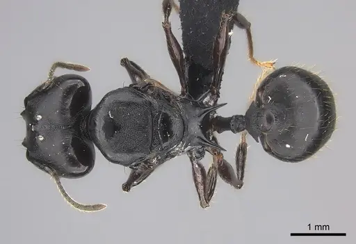 Pheidole praegrandis specimen CASENT0235122 image casent0235122_1